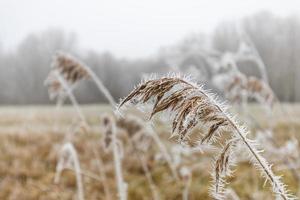 Grass meadow nature covered in icy droplets of morning dew. Foggy winter weather, blurred white landscape. Calm cold winter day, frozen icy closeup natural plants photo