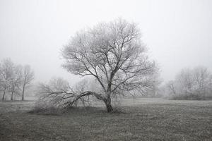 árbol de forma perfecta en paisaje helado de invierno. fría luz de la mañana brumosa, hierba seca del prado. vista estacional de la naturaleza de invierno foto