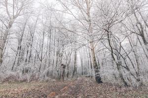 Snow covered trees in the winter forest with pathway. Frozen birch forest, foggy winter morning nature landscape