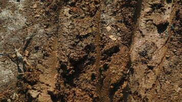 Bike tire tracks left in fresh mud photo