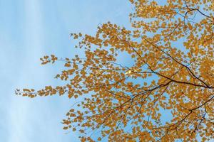 Branch with yellow birch leaves against the blue sky. photo