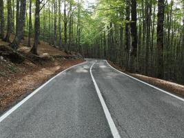 suggestive road in the woods photo