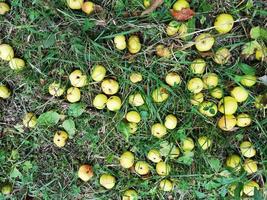 wild apples fallen to the ground photo