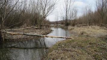Typical beaver dam and swamp.Structures modify the natural environment. Beaver dams or beaver impoundments are dams built by beavers. photo