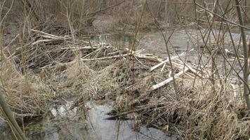 Typical beaver dam and swamp.Structures modify the natural environment. Beaver dams or beaver impoundments are dams built by beavers. photo