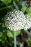 Onion ball close-up. Onion head with seeds. photo