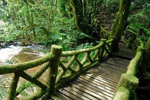 Puente de madera en el fondo de la selva. foto