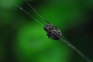 Araña arácnido se asienta en su guarida sobre fondo negro