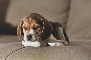 Beagle puppy resting on a couch photo