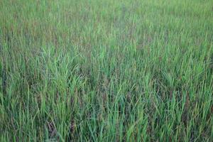 Rice plants with a lot of weeds weeds in rice fields photo