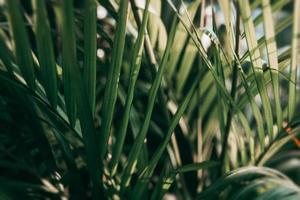 Blurred Tropical green leaf in dark tone. photo