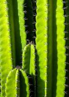 Green background by plump stems and spiky spines of Cereus Peruvianus cactus