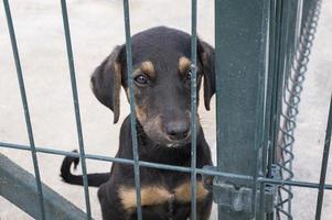 cute dog fence waiting be adopted photo