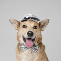 cute dog wearing hat bow tie photo