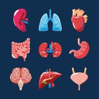 human organs set vector