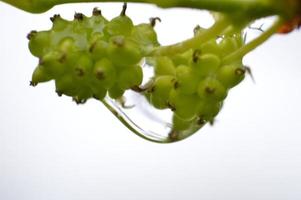 Macro shooting of plants and flowers photo