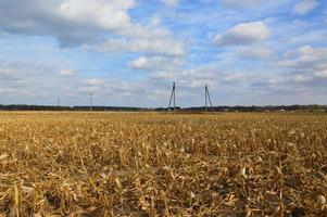 Field harvested corn remaining tops photo