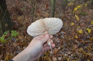 Forest mushrooms closeup on background photo