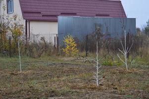 Garden prepared for winter plants and trees photo