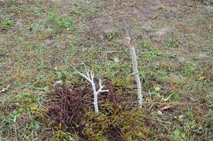 Garden prepared for winter plants and trees photo