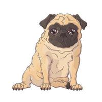 Retrato dibujado a mano del vector de perro pug divertido.