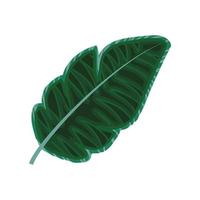 leaf palm foliage vector