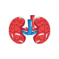 human kidneys organs vector