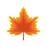 maple leaf autumn vector