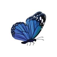 mariposas de colores volando hermosos insectos mariposa con alas decoradas ilustración insecto mariposa patrón de primavera alas realistas color azul vector