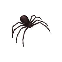 Insects realistic spider danger venom horror poisonous black symbols set vector