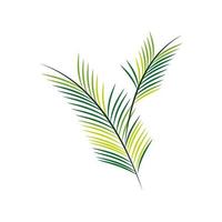 palm branch foliage vector