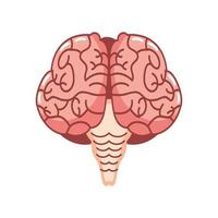 órgano del cerebro humano vector