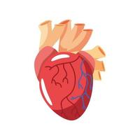 human heart organ vector