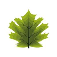 maple leaf natural vector