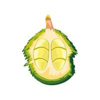 tropical fruit durian vector