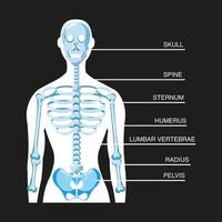 sistema esquelético humano vector