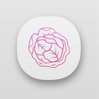 Cabbage app icon vector