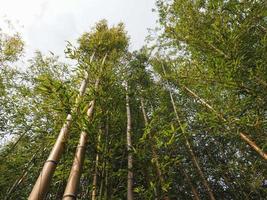 bamboo tree Bambusoideae background photo