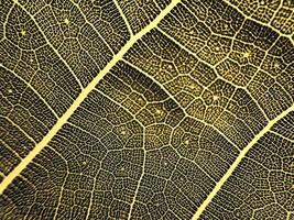 The detail image of a leaf. Macro image for design effect. Vein, midrib, and blade close up. photo