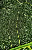 The detail image of a leaf. Macro image for design effect. Vein, midrib, and blade close up. photo