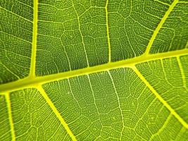 la imagen de detalle de una hoja. imagen macro para efecto de diseño. vena, nervadura central y hoja de cerca. foto