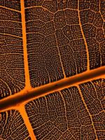 The detail image of a leaf. Macro image for design effect. Vein, midrib, and blade close up. photo