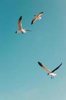 pájaros blancos y negros volando bajo un cielo azul durante el día foto