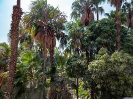 ramas de los árboles en el bosque foto