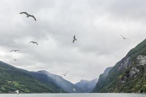 Seagulls fly through the beautiful mountain fjord landscape in Norway. photo