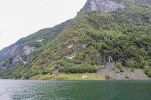 Seagulls fly through the beautiful mountain fjord landscape in Norway. photo