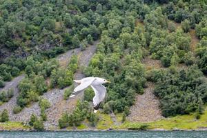 Seagulls fly through the beautiful mountain fjord landscape in Norway. photo