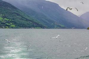 Seagulls fly through the beautiful mountain fjord landscape in Norway. photo