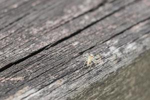 Hermosa pequeña araña saltadora tropical sobre un fondo de madera, Malasia. foto