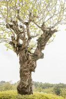gran y viejo árbol plumeria obtusa frangipani. tropical sin flores. Malasia.